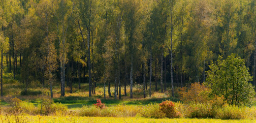 1701528 (a): :2560x1230